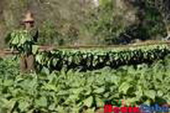 Tobacco plantations damaged by heavy rains in Eastern Cuba
